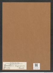 Corethron hispidum Castr. (de-Toni-Nr.: Genus 155, Species 4213) Zeichnungen Sammlung Grunow Mappe 04213 (Herbarium_W_Grunow_drawings_Folder_04213)